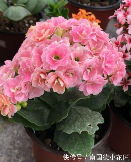 浇水|9月养长寿花,牢记4个要点,叶片肥厚花苞多,轻松开出小花球