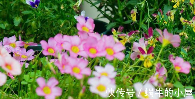 角堇|秋天去种这种花,整整半年有花看,花型奇特五颜六色