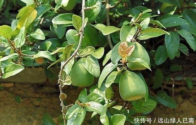 果子|挂在树上的“天然果冻”,8090后农村娃最爱吃,00后却不认识