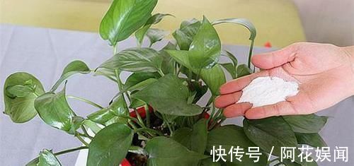 家家都有的调味料,用来养花,杀菌消毒不长虫,花期延长好几倍!