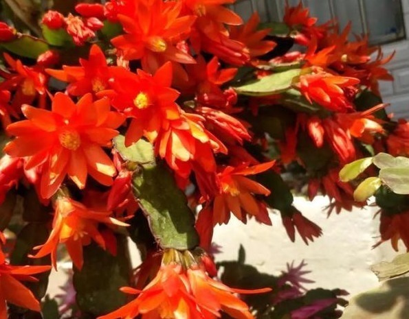 叶子|蟹爪兰叶子“打焉”,用这个“小方法”,叶片肥厚,长势更旺!