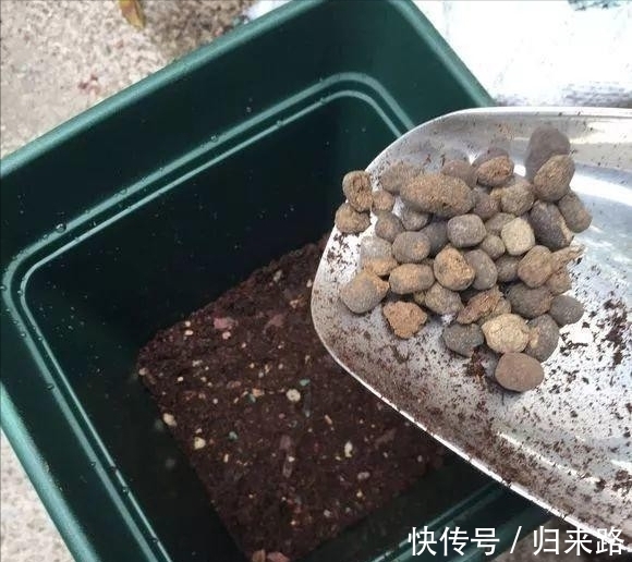 冬天虎皮兰,正在“虚弱期”,注意3个要点,小芽一个接一个