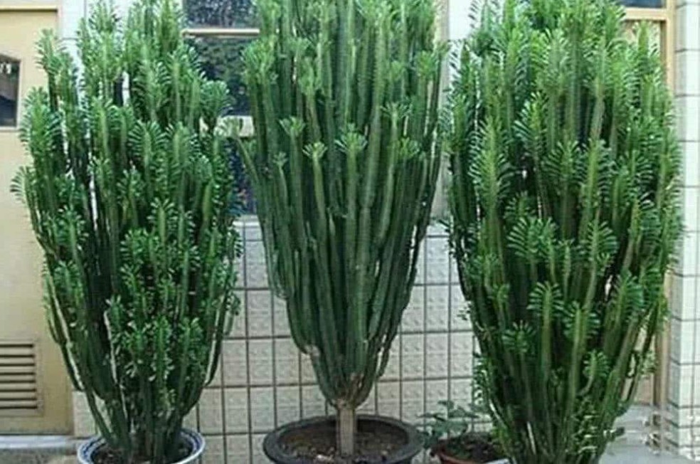 滴水观音|客厅再小也要养的“镇宅树”,随便养一株,下半年招财行大运!