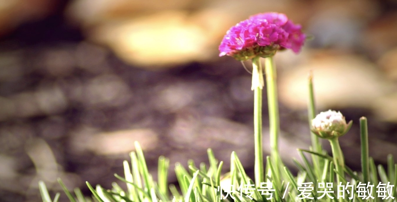 桃花|10月底，喜鹊送祝福，门前桃花开，离人陌上归，3大生肖欣喜复合