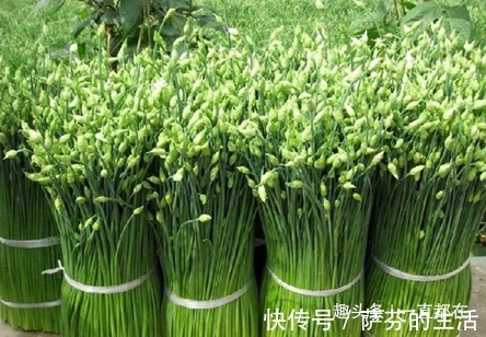 消炎|农村墙角的一些野菜，具有宽肠通便、消炎散结、补肝益肾等功效