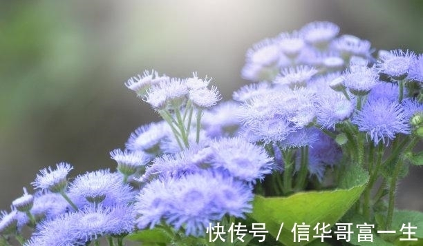 事业|7天后，气质干净，依恋是你，满眼旧爱，回望旧爱，真情永存