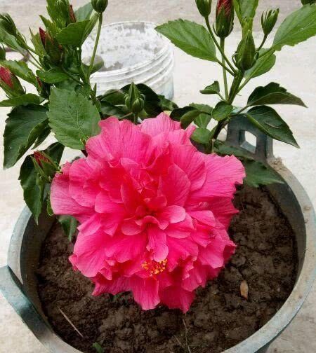 小苏打,小药片都是忽悠人,老大爷用它来养花