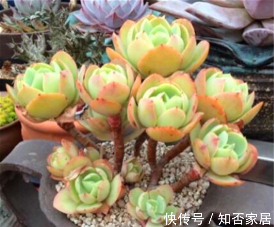 光照|多肉碧桃黑腐如何处理?3个步骤轻松解决,叶片健康颜色美