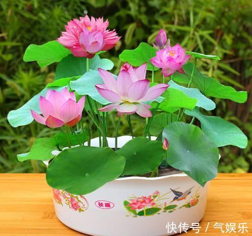 怪不得老公把发财树扔了,现阳台流行种此花卉,香飘满屋更迷人