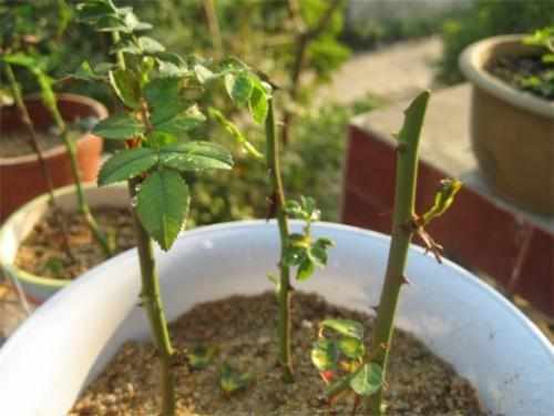 花农巧用塑料袋套在花盆上，叶子绿油油开花贼多，羡慕极了