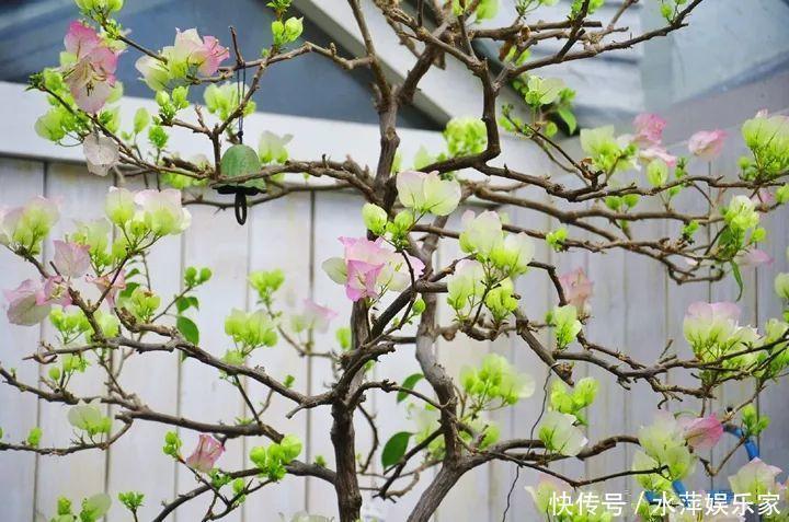 枝条|这3种花现在修剪，下个月花苞满头，今年能开5、6次