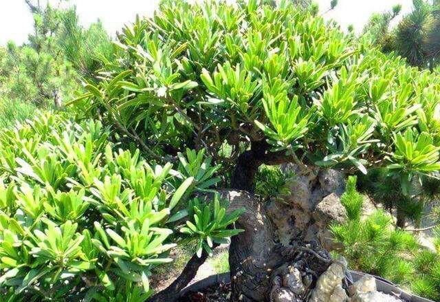 家里养这4种植物,旺财镇宅,净化空气又好看,养一盆特别值