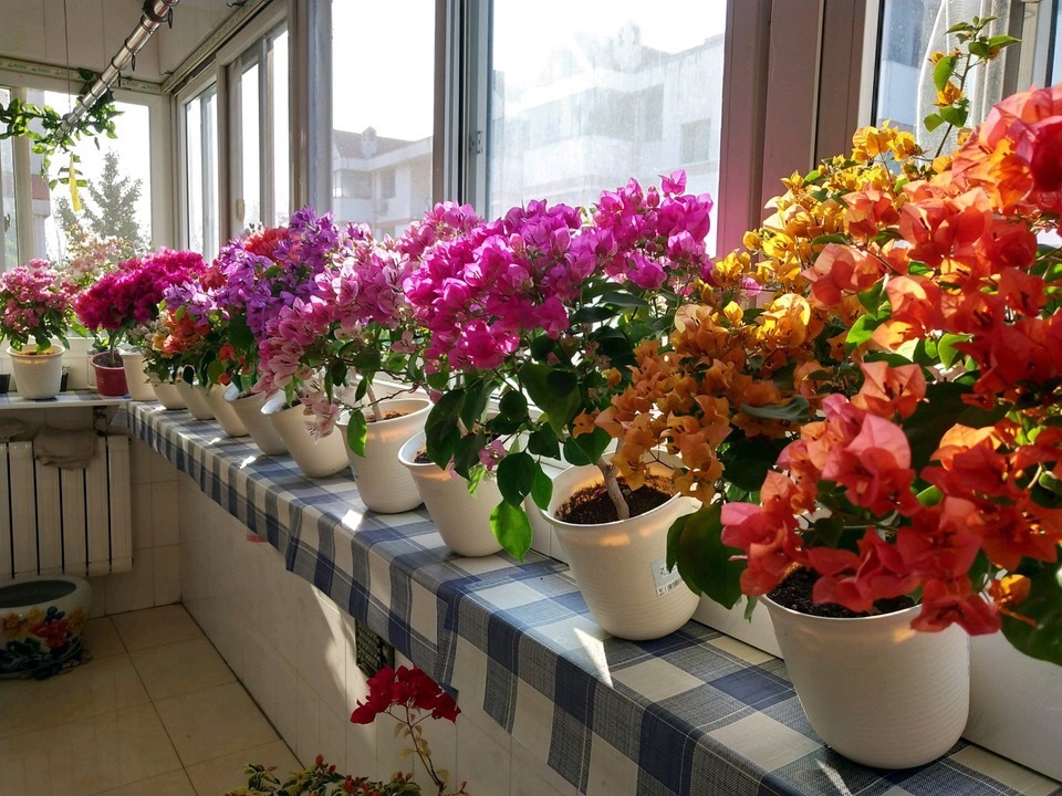 三角梅“睡醒了”,剪几刀、喝点“营养水”,直冒新芽,盛夏开花