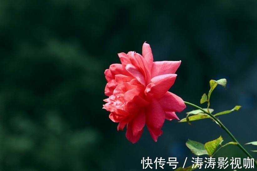 桃花运|经常犯“桃花运”的四大生肖，异性缘好，却往往找不到真爱