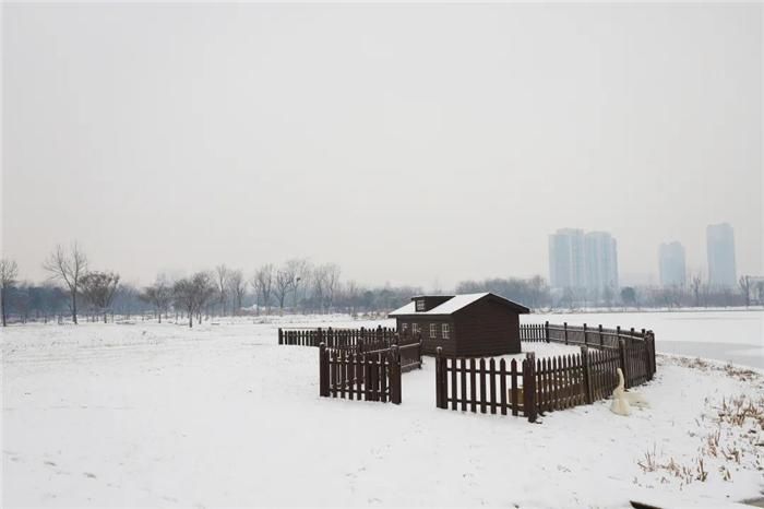 中年|东阿阿胶迎来新年第一场雪