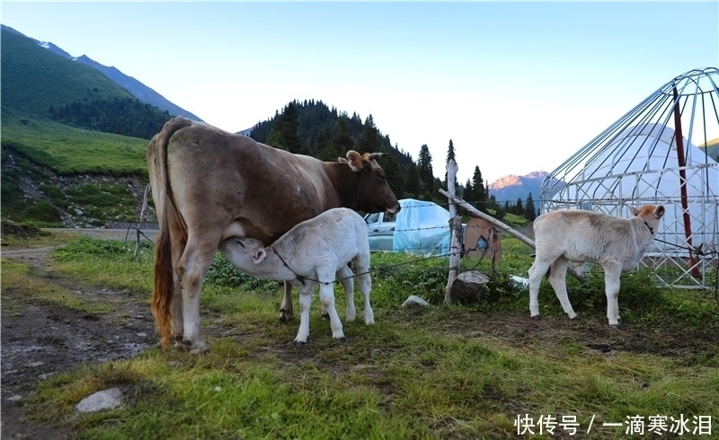 蒙古包|自驾独库公路：那拉提草原牧民，生活过得简单却都是百万富翁