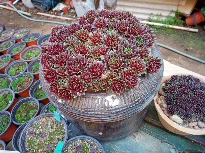 他用菜坛子种多肉,1分不花,呼呼长成“大米饭”!