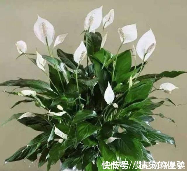 养花|家里养花,就选这几种,一年四季不用管,给点阳光就开花