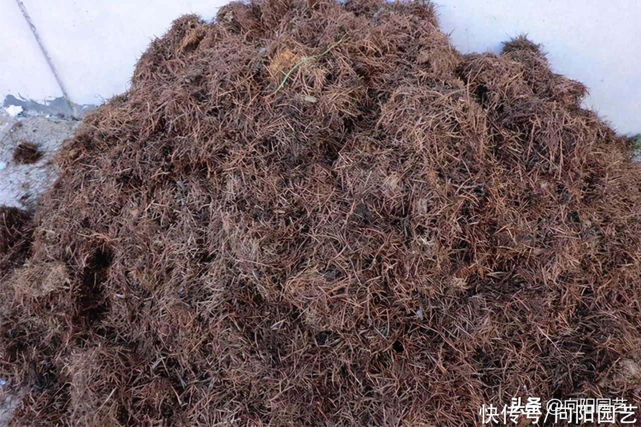 营养|好的花土，满足这些条件，疏松，透气，营养，保水，方可养好花