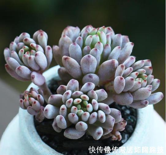 5种自带体香的多肉植物,阳台养一盆,香喷喷