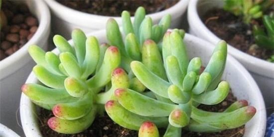 多肉八千代，“掉叶”，“干瘪”，教你“3招”，长成“小椰树”