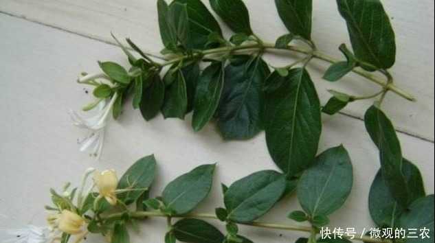 养几株对身体好的花草，除了欣赏，还能食疗，堪称阳台小药箱