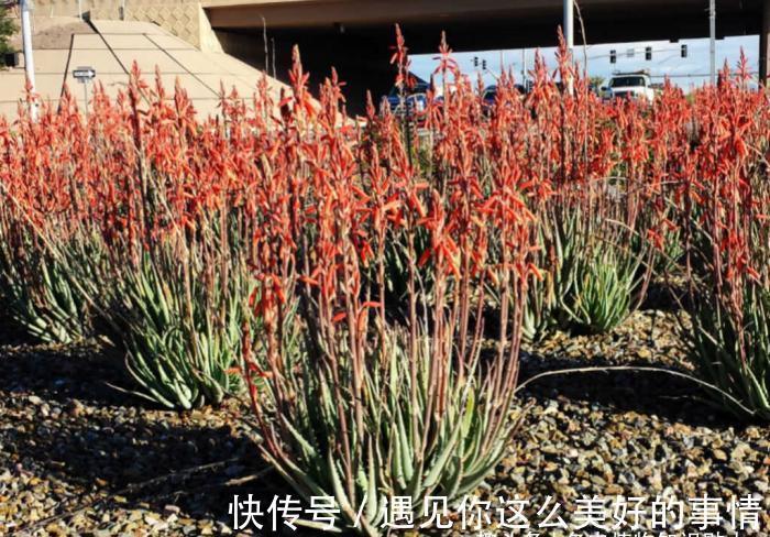 10种最耐寒的多肉植物,零下了都不会死,新手就养它们吧