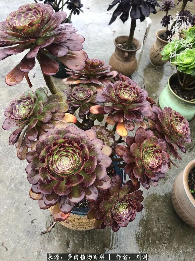 爱多肉，爱生活，我们是一群快乐的养肉人！