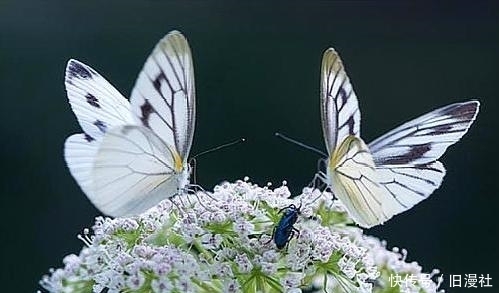 一缕闲愁无处吐，惊飞好梦无寻处；十首蝶恋花，与谁相忆今生度