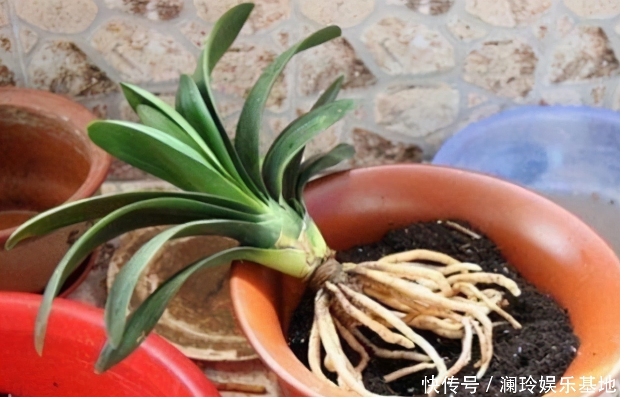 透气性|想换盆怕把花“换死”？教你一个“安全”的方法，换完快速生长