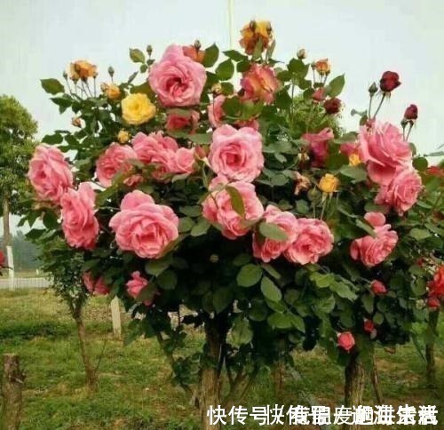 它被誉为“花中皇后”,一年开花200天,花香浓郁,不种太可惜!