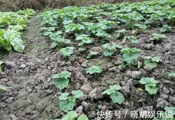 水果|曾是皇室贡品,含钙量居水果之首,如今却被认为是种植骗局