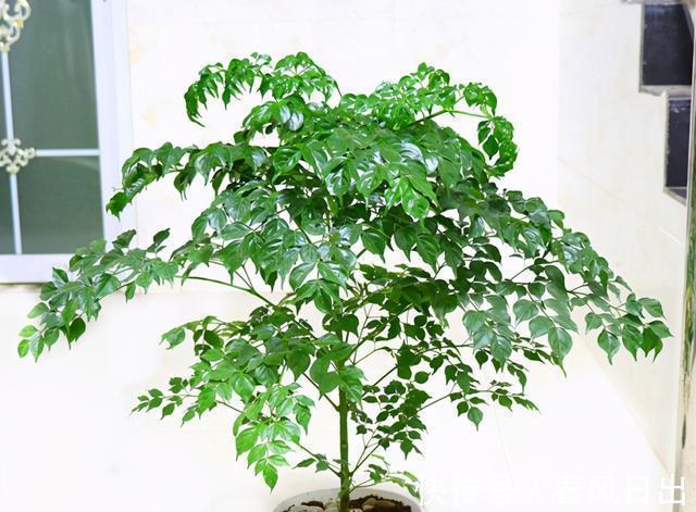 养花在乎寓意，在意颜值和打理难度，就盆栽这5种，全符合条件