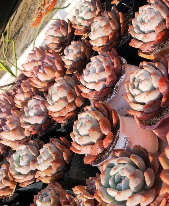 开春养多肉,5种多肉,适合新手养护,白菜价格,便宜好养