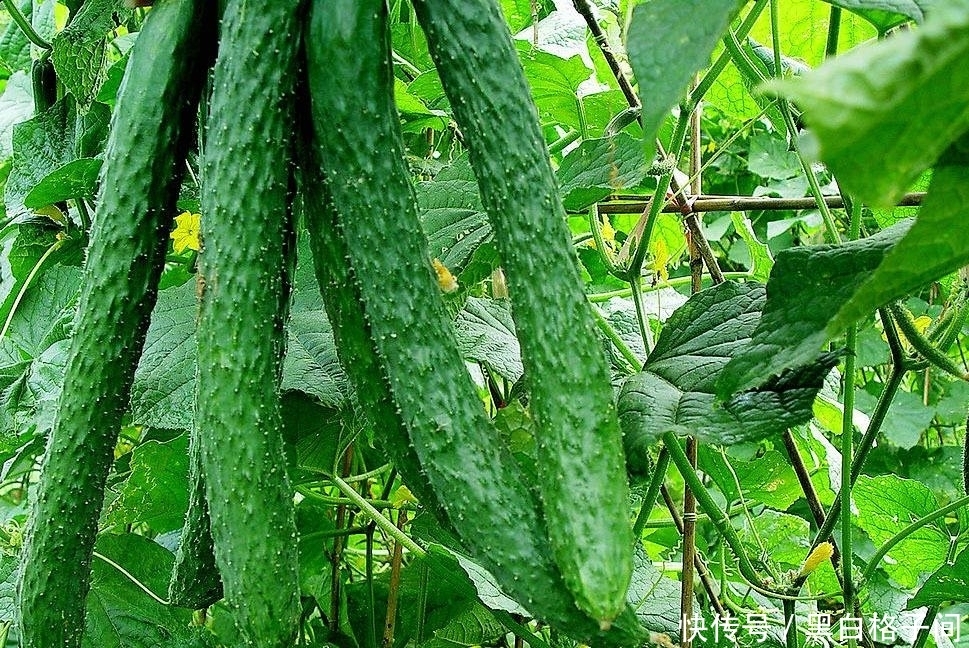 黄瓜|小小黄瓜还有这功效，很多人不知道，真后悔没有天天吃