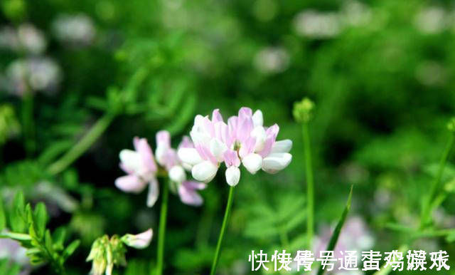 张籍$张籍很美的一首诗,短短的28个字,美得犹如一幅淡淡的山水画!