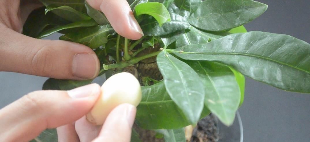 花盆里放瓣大蒜, 没想到作用这么大, 看完你会感谢我的