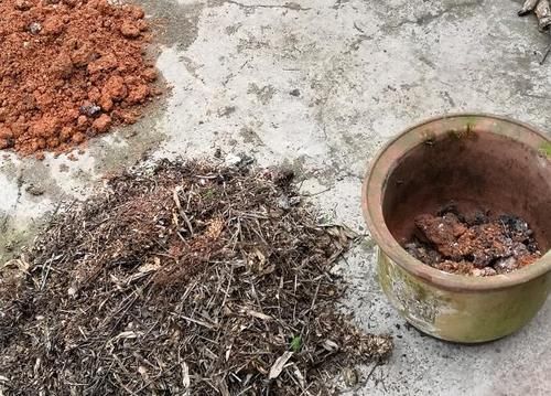  养花|自制肥水、腐叶土养花，既能多省钱又能养啥旺啥