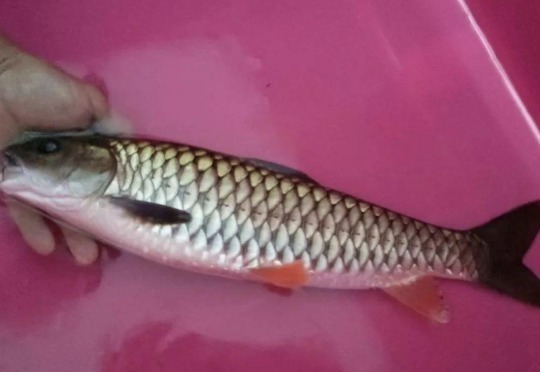 常被年轻人误认成草鱼，殊不知是“淡水之王”，运气好才能钓到