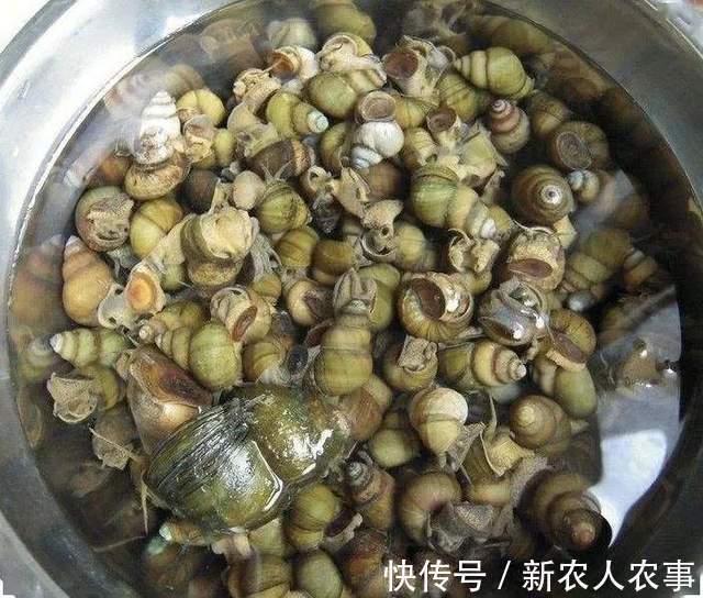 广东一男子野钓用螺蛳打窝，钓获180斤的“青鱼王”，用锄头刮鳞