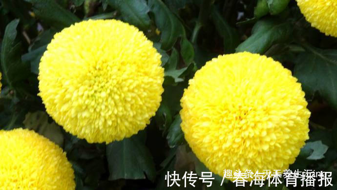 乒乓菊|喜欢菊花,就养盆“乒乓菊系列”金黄乒乓菊,花似乒乓,妙不可言