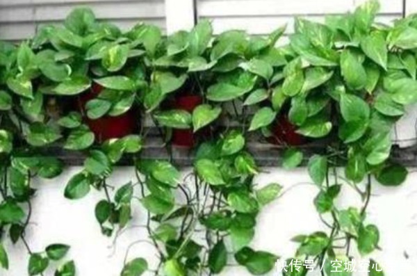 “一颗绿萝七个鬼”,家中为啥不能放绿萝有什么讲究吗