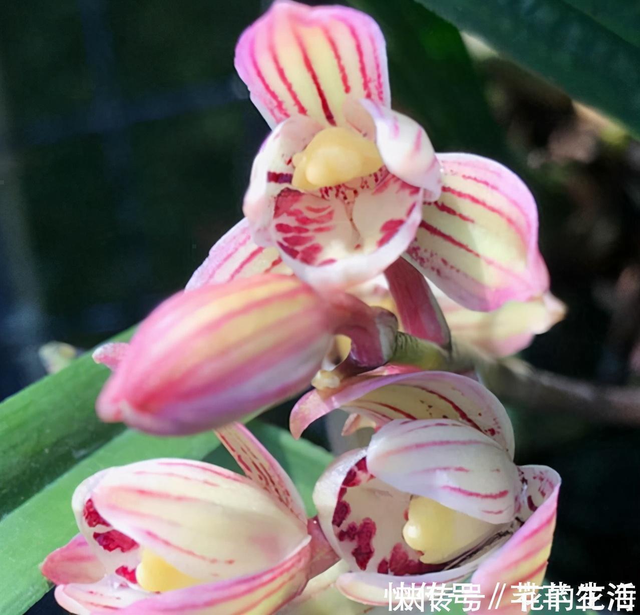 它是国兰色花第一兰，花瓣由金变黄，少见的荷瓣兰，收藏价值高