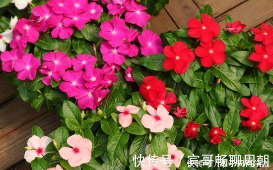 健壮|8种花不用买,去朋友家掐个叶片插土里,7天就生根,太容易成活了