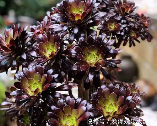 妙招|多肉黑法师夏季怎么养教你3个小妙招,炎炎夏日也能养好黑法师