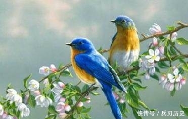 十二首描写鸟的古诗词,爱护鸟儿,更喜欢诗词