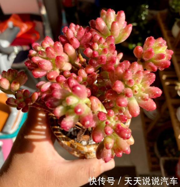 一个多肉小叶片,3个月后养爆盆,咋养的