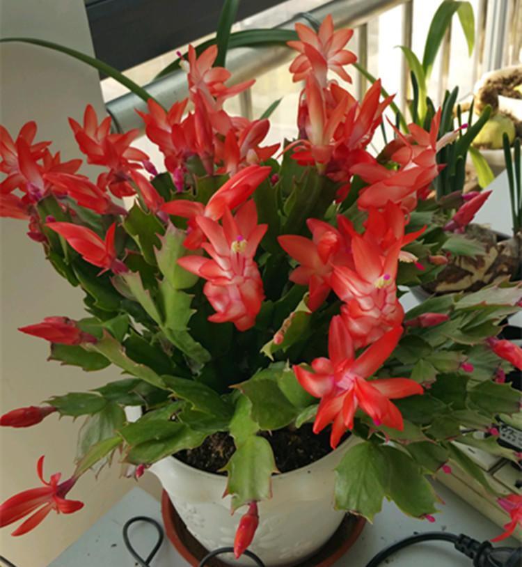 养蟹爪兰,一看一控,营养高,开花妙