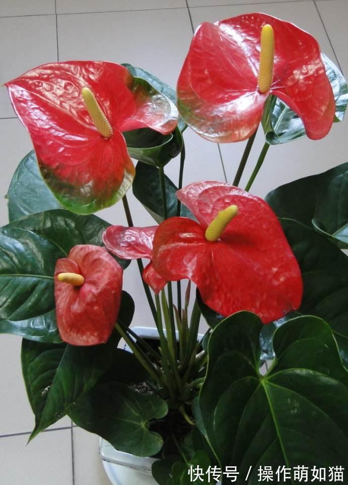 7种“吉利花”，家里养一盆，顺顺当当又漂亮，养人又旺家