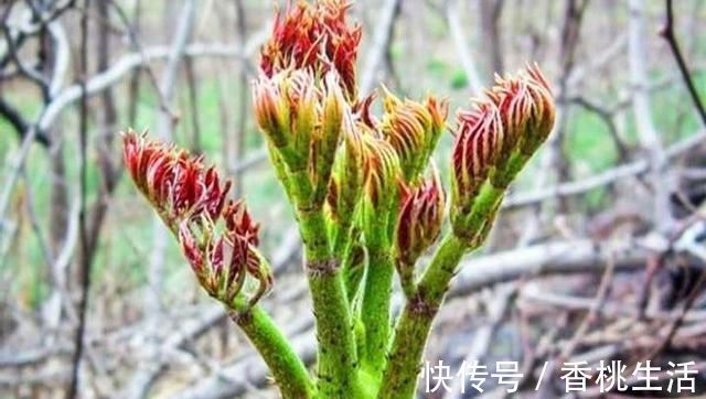 柴禾|农村山上一种野菜，价格比肉贵，农民以前却拿来当柴禾烧，啥野菜
